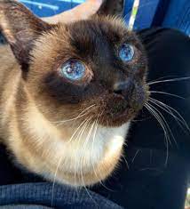 My Hakujin had the most beautiful eyes I've ever seen in a living creature.  I miss him every day. : r/Siamesecats