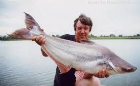 Basa Or Swai Mekong Delta Aquarium Fish Farmed Under People S Houses Just Think About What This Catfish Prob Gone Fishing Vintage Fishing Lures Aquarium Fish