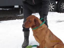 Even though this color is registered yellow with akc, don't be fooled. Fox Red Labrador Breeder Lab Puppies For Sale In Ontario Asklar Labradors