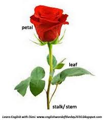 Flower Parts Planting Roses Dried Rose Petals Beautiful Flowers