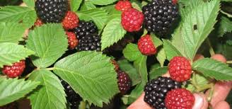 Sporotrichosis (also known as rose gardener's disease) is an infection caused by a fungus called sporothrix. The Best Varieties Of Blackberries For The Moscow Region Description Planting Growing And Care With Photos