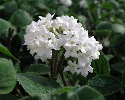 Perennial plant with lilac to white flowers. Viburnum Compacta Bluestone Perennials