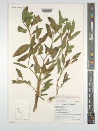 Image result for Sphenocleaceae