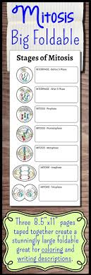 This Mitosis Big Foldable Gives Students Enough Room To Write Down All The Events That Occur In Mitosis It Also Inc Biology Classroom Teaching Biology Mitosis