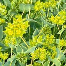 Image result for Lythrum rotundifolium