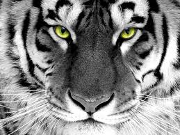 The white tiger free online. White Wallpaper Siberian Tiger