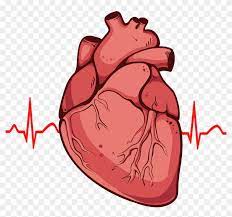 Download And Share Clipart About Human Heart Clipart Png Real Heart Drawing Find More High Quality Free Transp Human Heart Drawing Heart Drawing Human Heart
