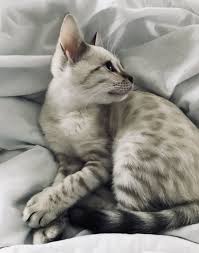 Rocket has a donut rosetted markings. Snow Bengal Kitten With Blue Eyes Cats Bengal Cat Baby Cats