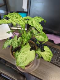 Image result for Floscopa sp.no.1