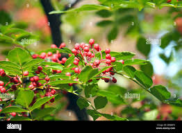 Image result for Zanthoxylum holtzianum