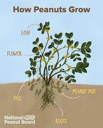 Learn More About How Peanuts Grow Growing Nitrogen Fixing Plants Planting Vegetables