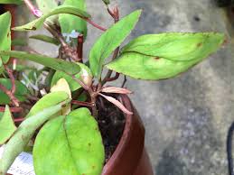 Image result for Begonia kisuluana