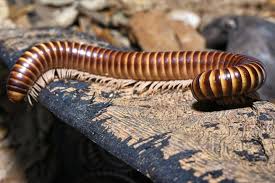 Image result for Telosma africana