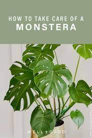 How To Care For Your Monstera The Most Stunning Houseplant Of All In 2021 Monstera Plant Care Plant Care Houseplant House Plants