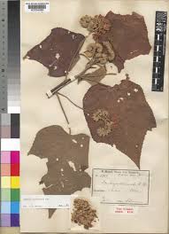 Image result for Dombeya acutangula