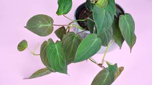 Pin On Plants