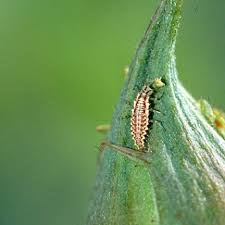 Comment Eliminer Les Mouches Mineuses Des Legumes Et Des Fruits Astuce Jardinage Mouches Jardins