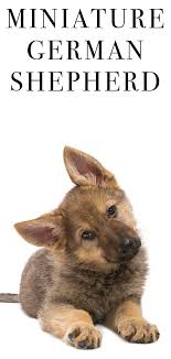 To learn more about each adoptable dog, click german shepherd dog. Miniature German Shepherd A Mini Version Of This Popular Breed