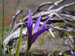 Image result for Xerophyta scabrida