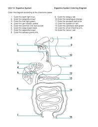 Digestive System Diagram Worksheet Versaldobip Human Digestive System Digestive System Diagram Digestive System Activities