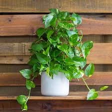 Golden pothos is one of the most popular houseplants in the world because it is so easy to care for. Golden Pothos Totem Forget Me Not Flower Market