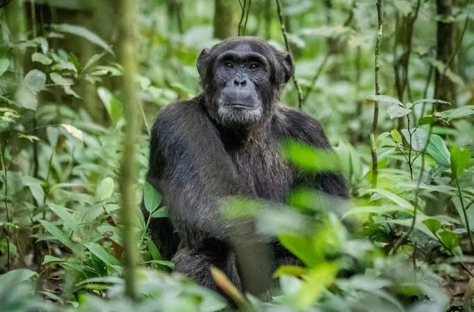 Chimpanzee tracking in Kibale Forest, Uganda