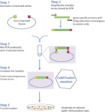 cold fusion fast cloning system pcr based universal