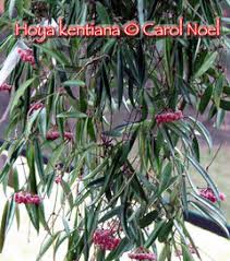 You can tell the difference from the pedicels. Kentiana Wayetti Info