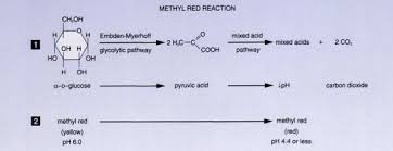 methyl red mr test principle procedure and results