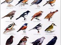 Garden Bird Chart Backyard Birds Pet Birds Bird Identification
