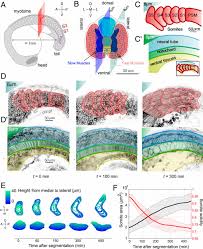 The somites differentiate into voluntary muscle, bones, connective tissue. Shaping The Zebrafish Myotome By Intertissue Friction And Active Stress Pnas