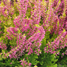 Image result for Calluna vulgaris