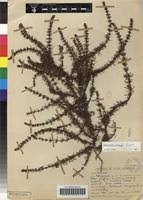 Image result for Anthospermum