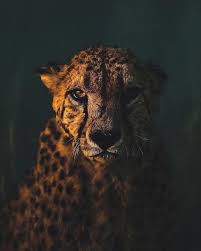 This Guy Takes The Most Amazing Wildlife Photography Wildlife Photography Nature Animals Cheetah Face