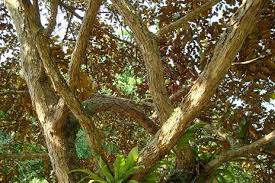 Bark teas the bark of trees and other plants are scarcely used in teas today, though they are surprisingly beneficial. Star Apple Chrysophyllum Cainito