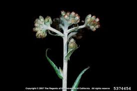 Image result for Pseudognaphalium luteo-album