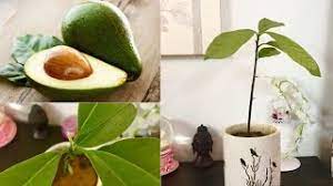 How To Grow Avocados From Seed