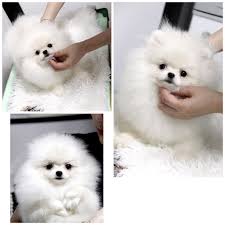 Nj puppy rescue inc's adoption process. How Did We Meet Snowy Snowy Likes
