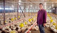 Hasil carian imej untuk satu rumah bela 5 ekoq ayam