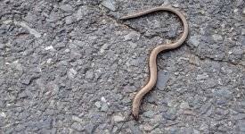 Die blindschleiche (anguis fragilis) hat keine extremitäten; Die Blindschleiche Beliebter Schneckenjager Im Garten Altes Gartenwissen De