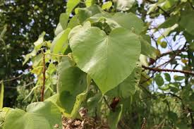 Image result for Melochia