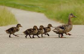 A duckling is a young duck in downy plumage1 or baby duck,2 but in the food trade a young its name comes from its original use established by hunters, as a decoy to attract wild mallards from in many areas, wild ducks of various species (including ducks farmed and released into the wild) are. Ducklings Season Vetwest Animal Hospitals