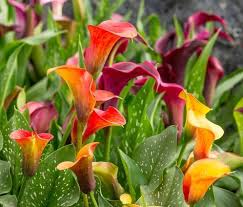 Calla Pflege Calla Pflege Lilie Garten Calla