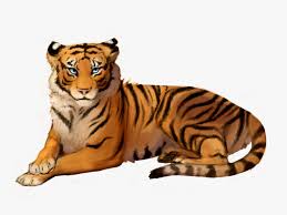 High quality transparent png pictures or layered psd files, 300 dpi, fast. Transparent Tiger Png Transparent Background Tiger Clipart Png Download Kindpng