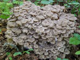 Image result for Polyporus pendulus