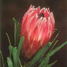 Cape Mountain Flora Protea Fynbos Venus Exporters Protea Fynbos Flowers