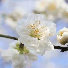 「子福桜」の画像検索結果