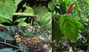 Image result for Peperomia fernandopoiana