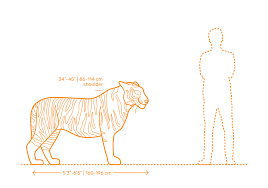 Free for commercial use no attribution required high quality images. Bengal Tiger Dimensions Drawings Dimensions Com