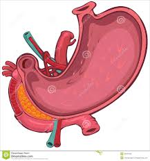 Image result for human stomach